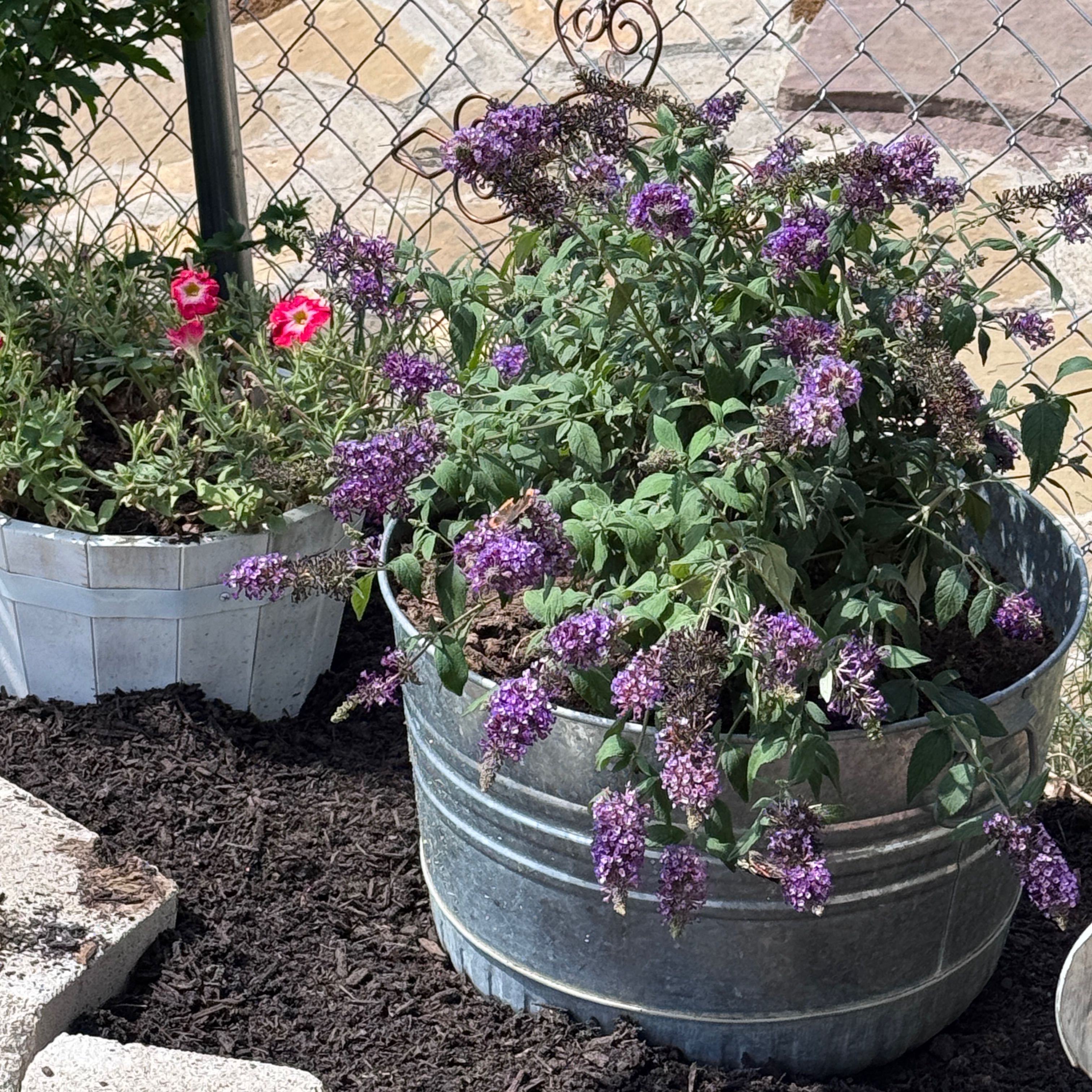 Photo of the plant species Blueberry Pie Butterfly Bush by @5texasroses named Morgan Treeman on Greg, the plant care app