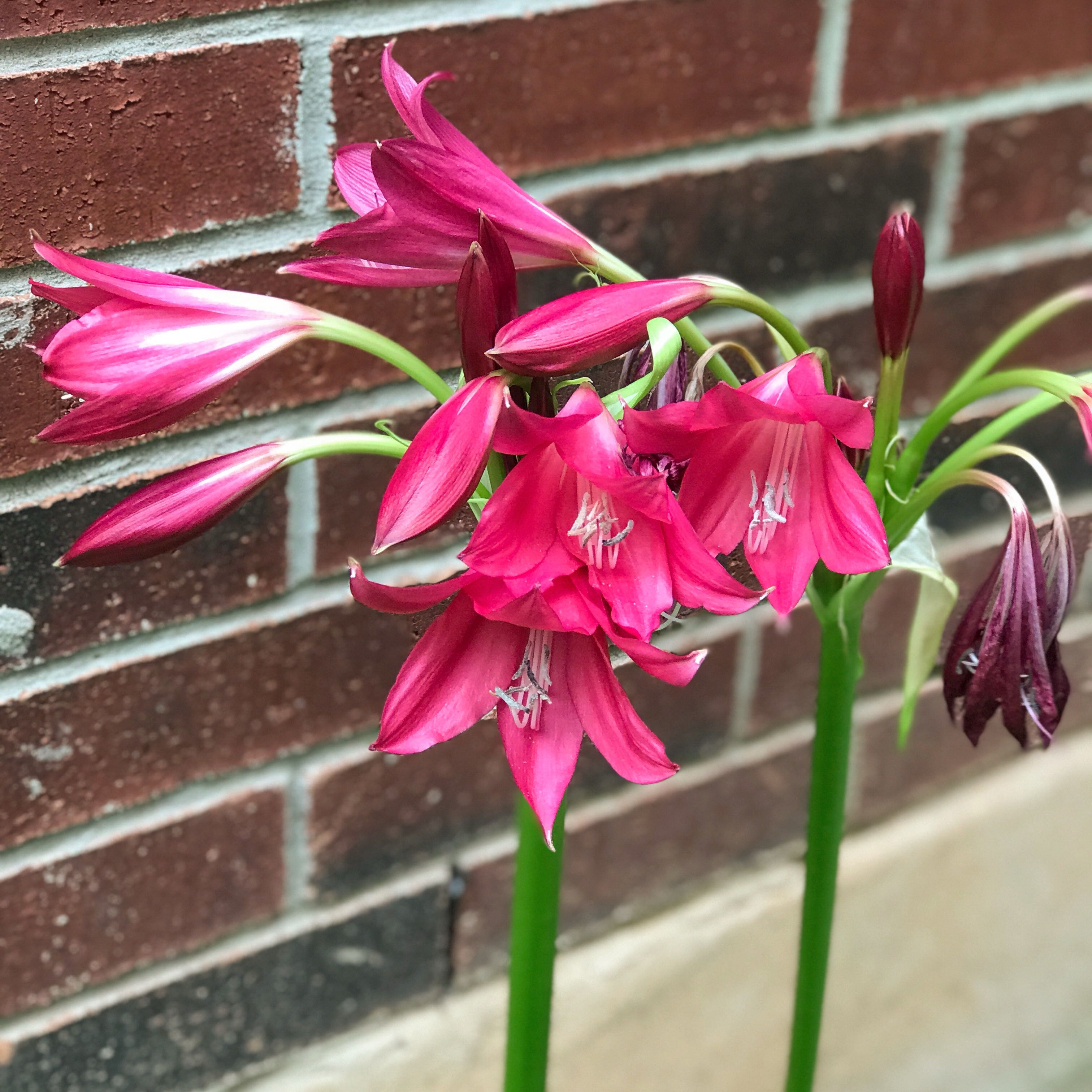 Photo of the plant species Crinum 'Ellen Bosanquet' by @5texasroses named Eva on Greg, the plant care app