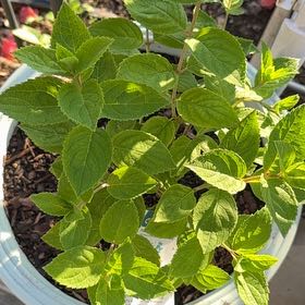Photo of the plant species Hydrangea 'Annabelle' by @5texasroses named Ulysses S Plant on Greg, the plant care app