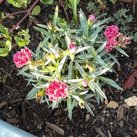 Photo of the plant species Dianthus 'Dianne' by @5texasroses named Aristotle on Greg, the plant care app