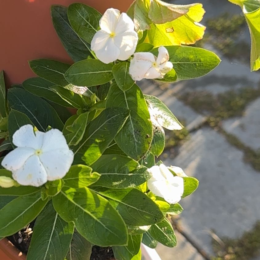 Photo of the plant species Cora® Classic Vinca by @5texasroses named Kendall on Greg, the plant care app