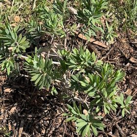 Photo of the plant species Little John Dwarf Bottlebrush by @5texasroses named Terra on Greg, the plant care app