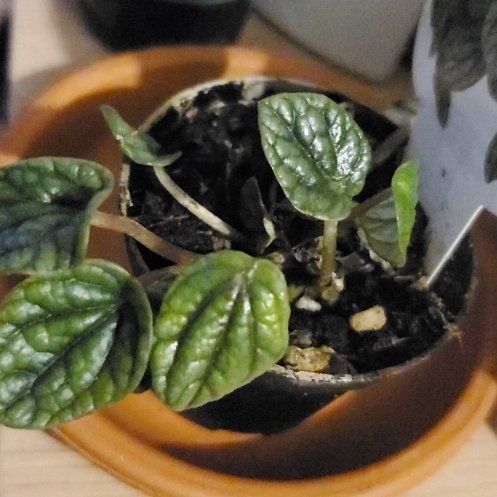 Photo of the plant species Peperomia Greyhound by @BigCapeivy34 named Dolores on Greg, the plant care app