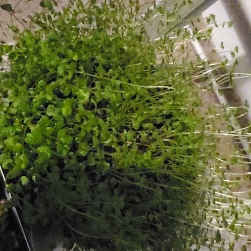 Photo of the plant species Green baby tears by @BigCapeivy34 named Stella on Greg, the plant care app
