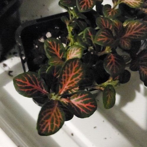 Photo of the plant species Fittonia 'Ruby Red' by @BigCapeivy34 named Aristotle on Greg, the plant care app
