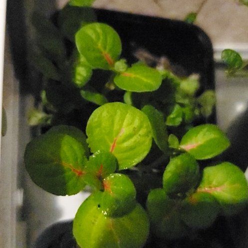 Photo of the plant species Fittonia 'Flammule' by @BigCapeivy34 named Coachella on Greg, the plant care app