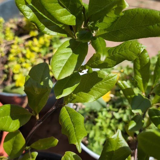 Photo of the plant species Jane Magnolia by @YiftRosebush95 named Bigleef Smalls on Greg, the plant care app