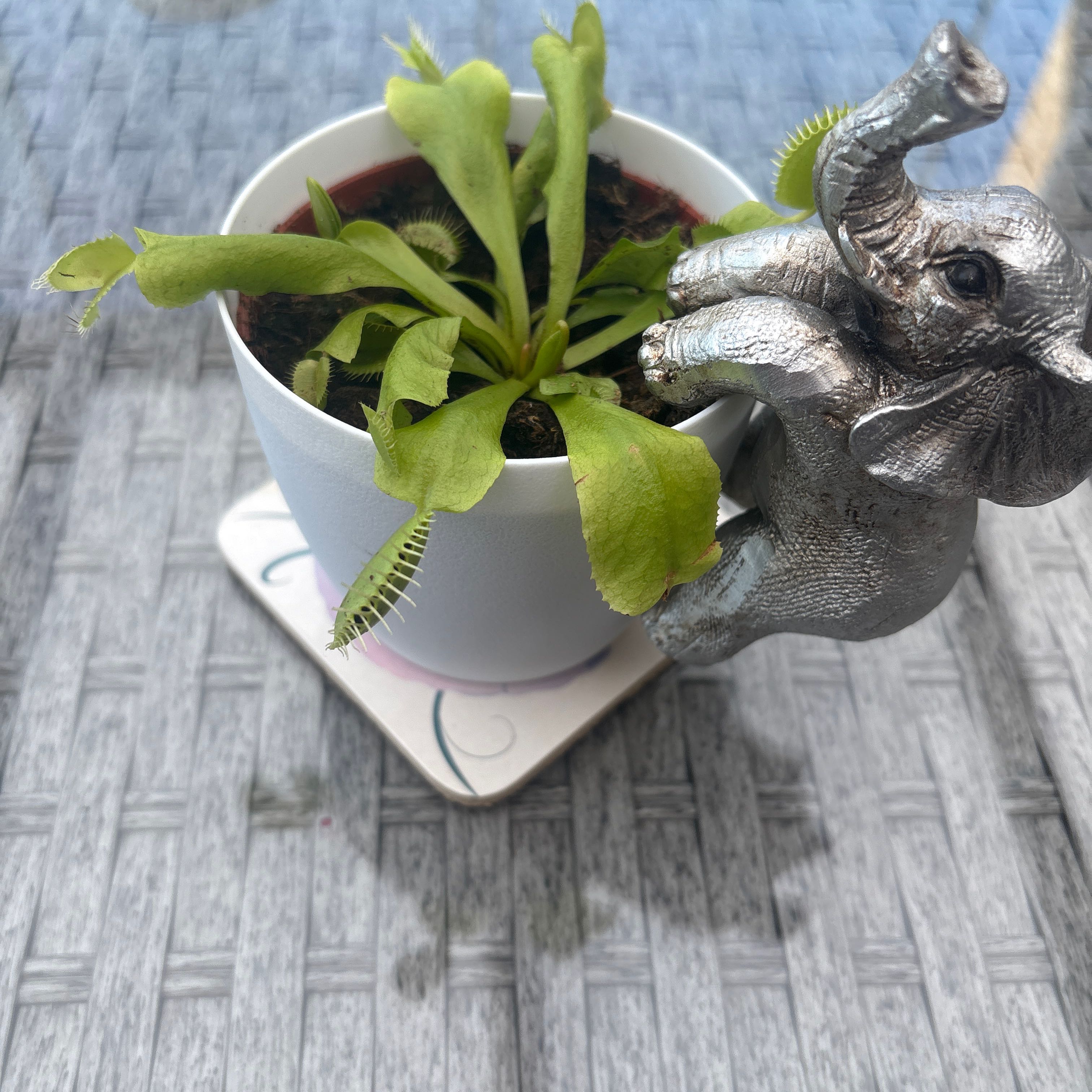 Photo of the plant species Venus Fly Trap (Gremlin) by @LucidBulrush97 named Lew Jr on Greg, the plant care app