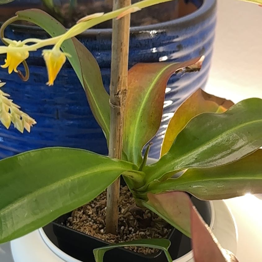 Photo of the plant species monkey cup by @VeteranPecan90 named Stella on Greg, the plant care app