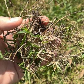 Photo of the plant species Purpleleaf Willowherb by @HipMira20 named Lebron on Greg, the plant care app
