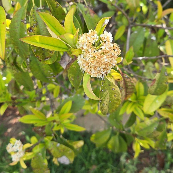 Photo of the plant species Island Marlberry by @ChicBaybean50 named Luna on Greg, the plant care app
