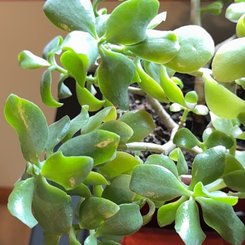 Photo of the plant species Curly Jade Succulent by @SincereCowpea80 named Curly on Greg, the plant care app