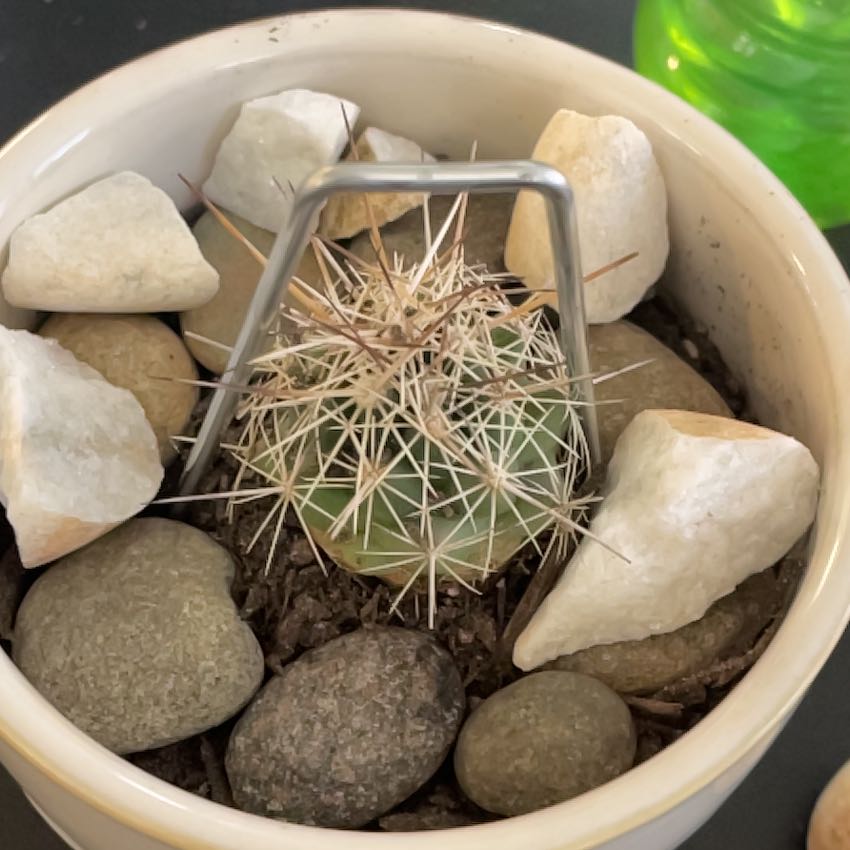Photo of the plant species Hedgehog Cactus 'Album' by @ProactiveBibi named Rainier on Greg, the plant care app