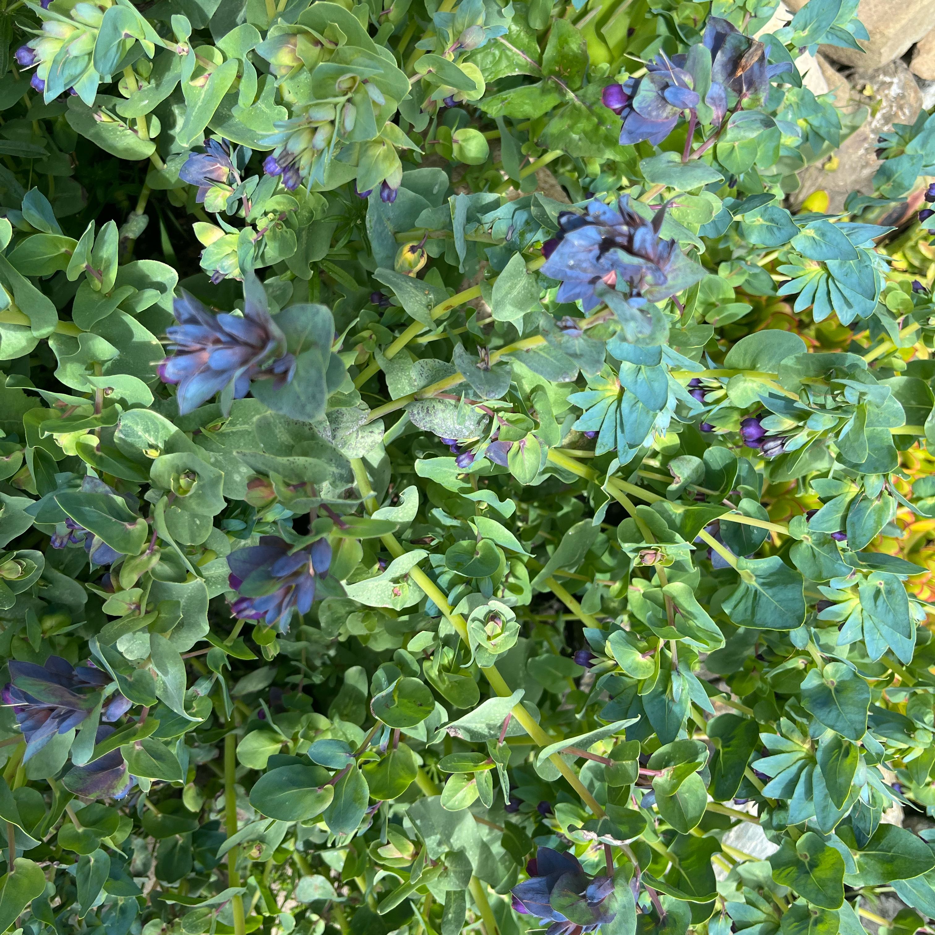 Photo of the plant species Great Honeywort by @GutsyZygocactus named James Dean on Greg, the plant care app