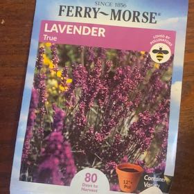 Photo of the plant species True Lavender by @KeresFae named Bodhi on Greg, the plant care app