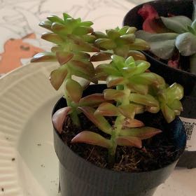 Photo of the plant species Shooting Star by @MercifulChayote named Dax on Greg, the plant care app