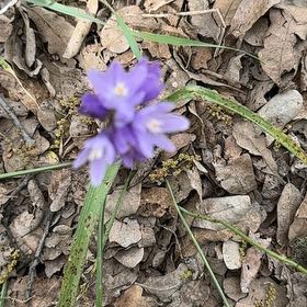 Photo of the plant species Clustered Bellflower by @EthicalIvy90 named Miley on Greg, the plant care app