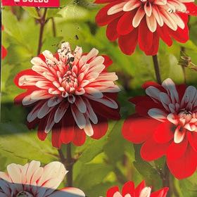 Photo of the plant species Dahlia 'Miss Delilah' by @MeekLeafydaisy named Achilles on Greg, the plant care app