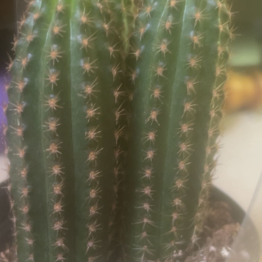 Photo of the plant species Echinopsis 'Pluton' by @GladMaypop18 named Cleopatra on Greg, the plant care app