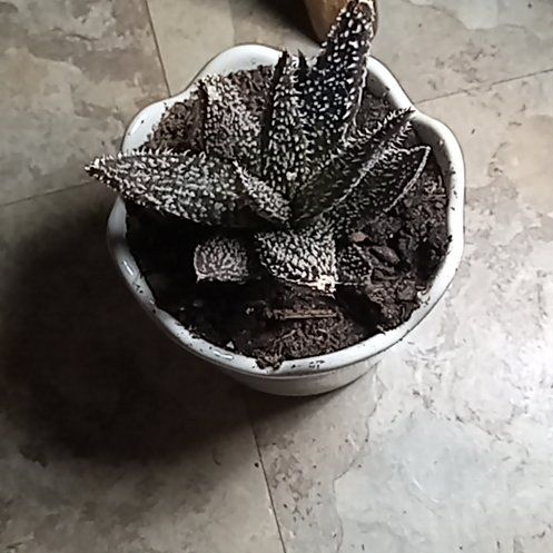 Photo of the plant species Aloe 'Tarantula' by @CivicEagleclaw named Spike on Greg, the plant care app