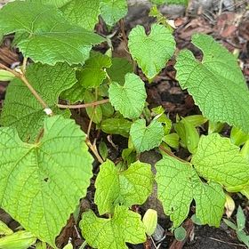 Photo of the plant species Graybark Grape by @WhollyAlbo27 named Marley on Greg, the plant care app