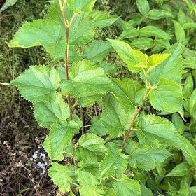 Photo of the plant species White Mulberry by @WhollyAlbo27 named Hemingway on Greg, the plant care app