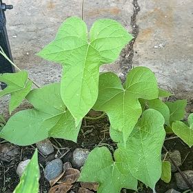 Photo of the plant species Ivyleaf Morning-Glory by @WhollyAlbo27 named Elentiya on Greg, the plant care app