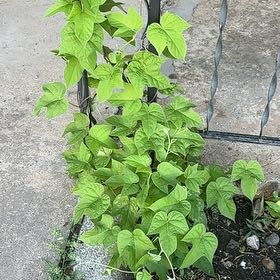 Photo of the plant species Ivyleaf Morning-Glory by @WhollyAlbo27 named Zion on Greg, the plant care app