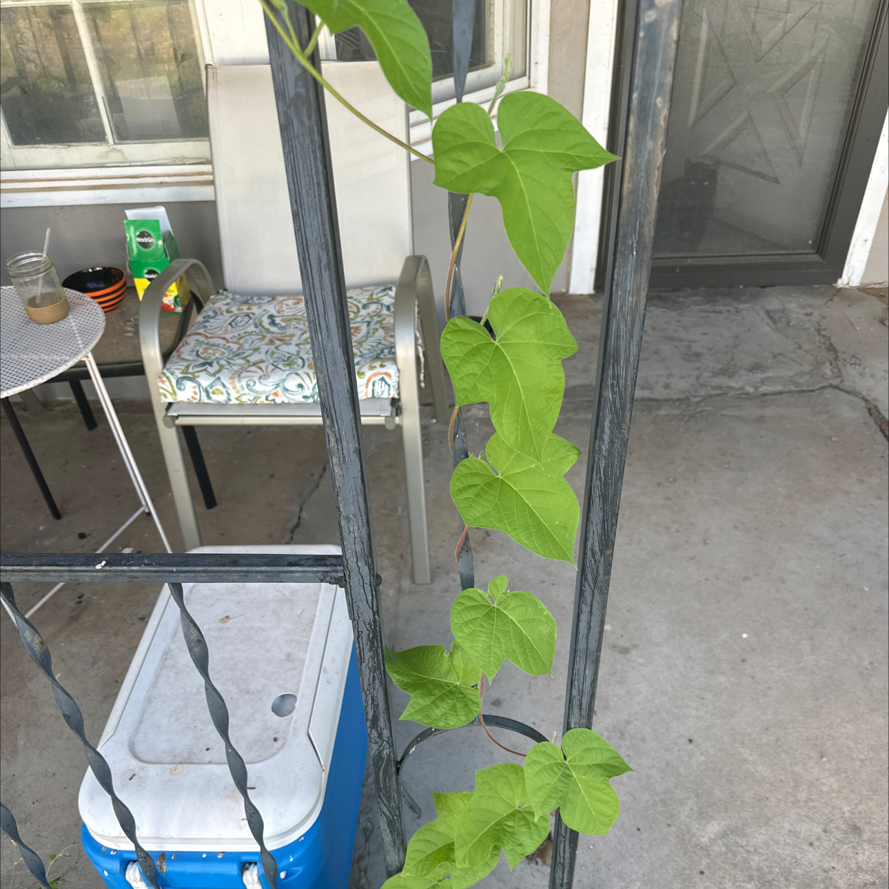 Photo of the plant species White Morning-Glory by @WhollyAlbo27 named Rainier on Greg, the plant care app