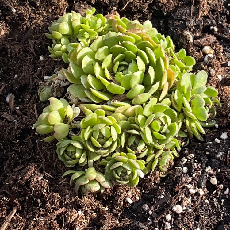 Photo of the plant species Rosularia platyphylla by @WinRustyfig13 named Sage on Greg, the plant care app
