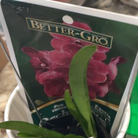Photo of the plant species Purple Vanda Orchid by @WinRustyfig13 named Terra on Greg, the plant care app