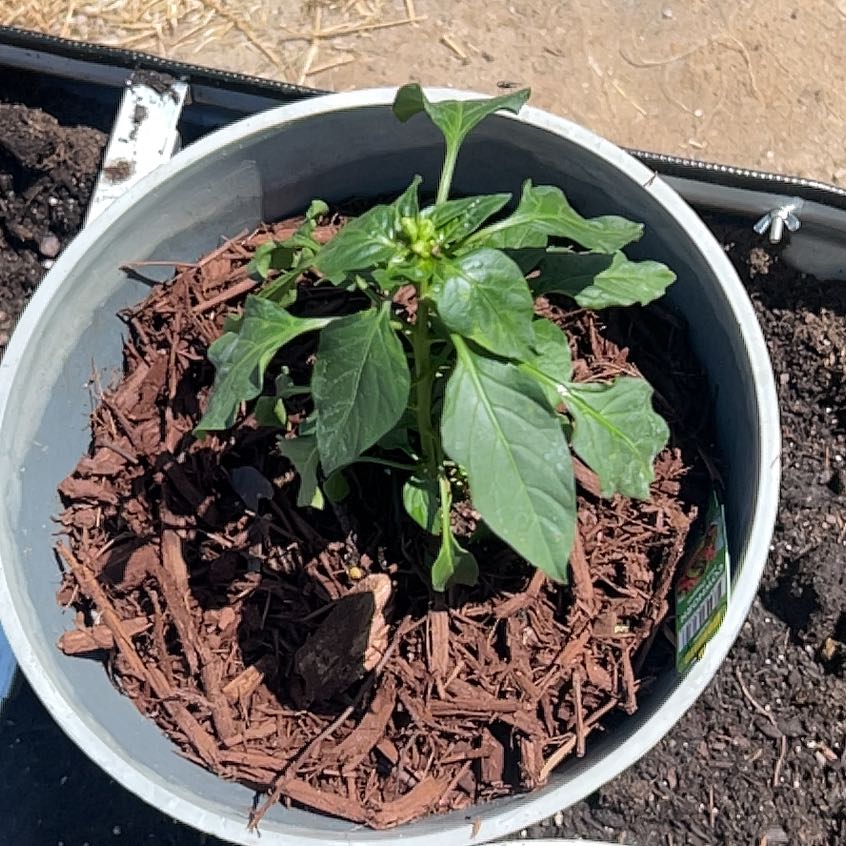 Photo of the plant species Cayenne Pepper by @NiceStarsedge named Luna on Greg, the plant care app