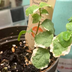 Photo of the plant species Bellis Ficus by @FirstNjoypothos named Bellus on Greg, the plant care app