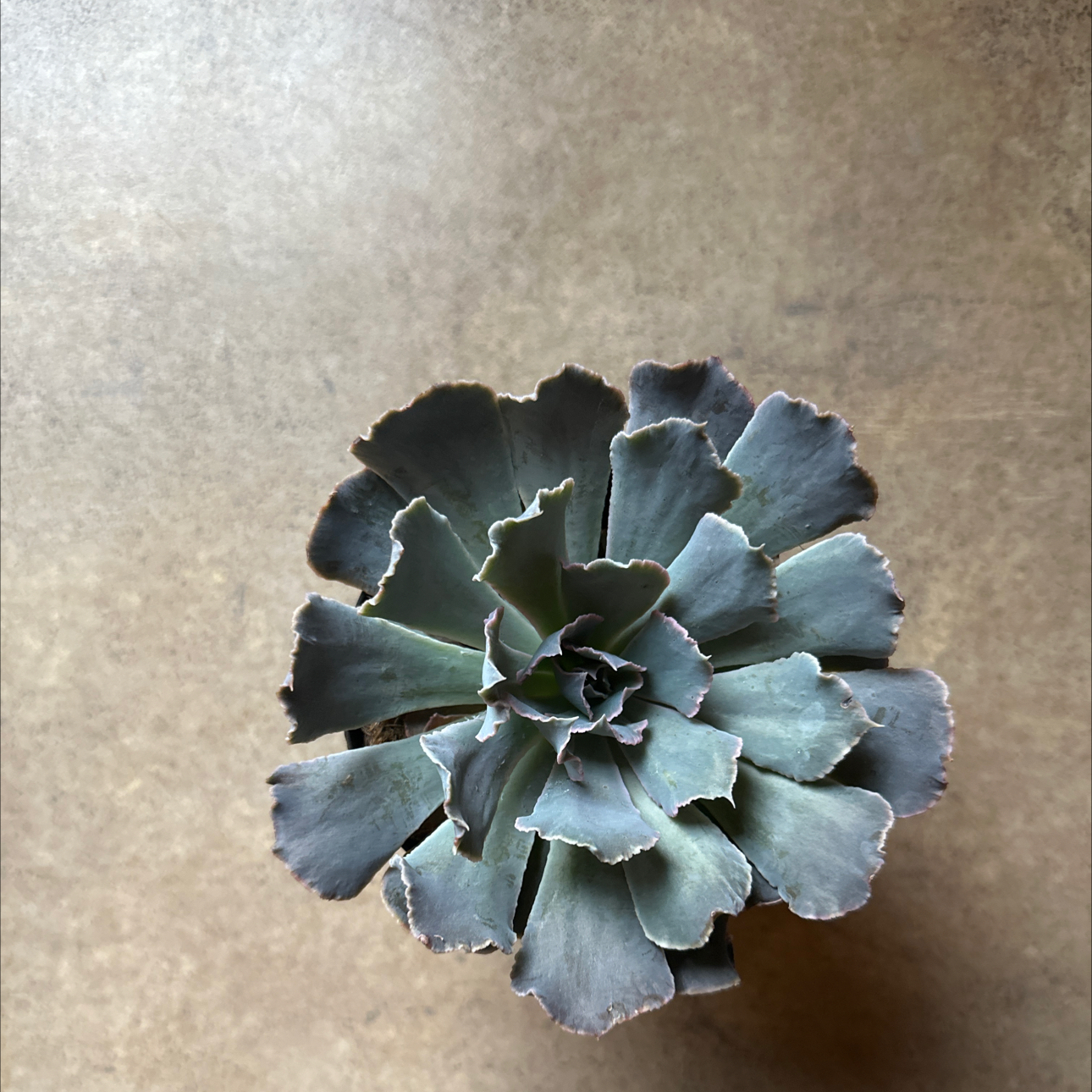 Photo of the plant species Echeveria Belen by @AceKoa33 named Mollie on Greg, the plant care app