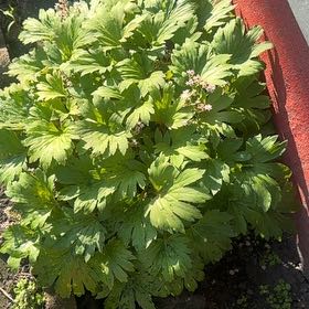 Photo of the plant species Indian Rhubarb by @InvitingBibi33 named Kesha on Greg, the plant care app