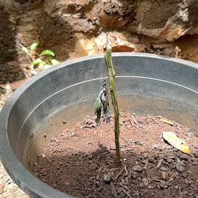 Photo of the plant species Mamaki by @QueenWodyetia73 named Mamaki on Greg, the plant care app