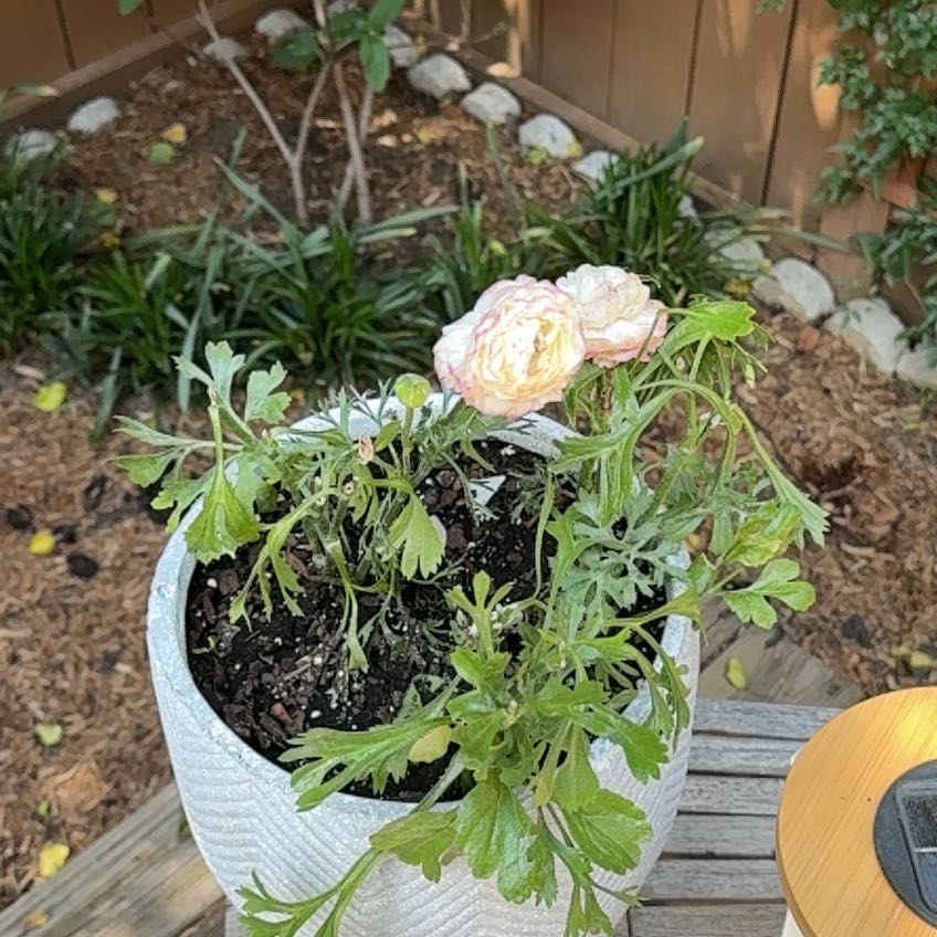 Photo of the plant species Ranunculus 'Pink' by @WarmFairyduster named Winston on Greg, the plant care app