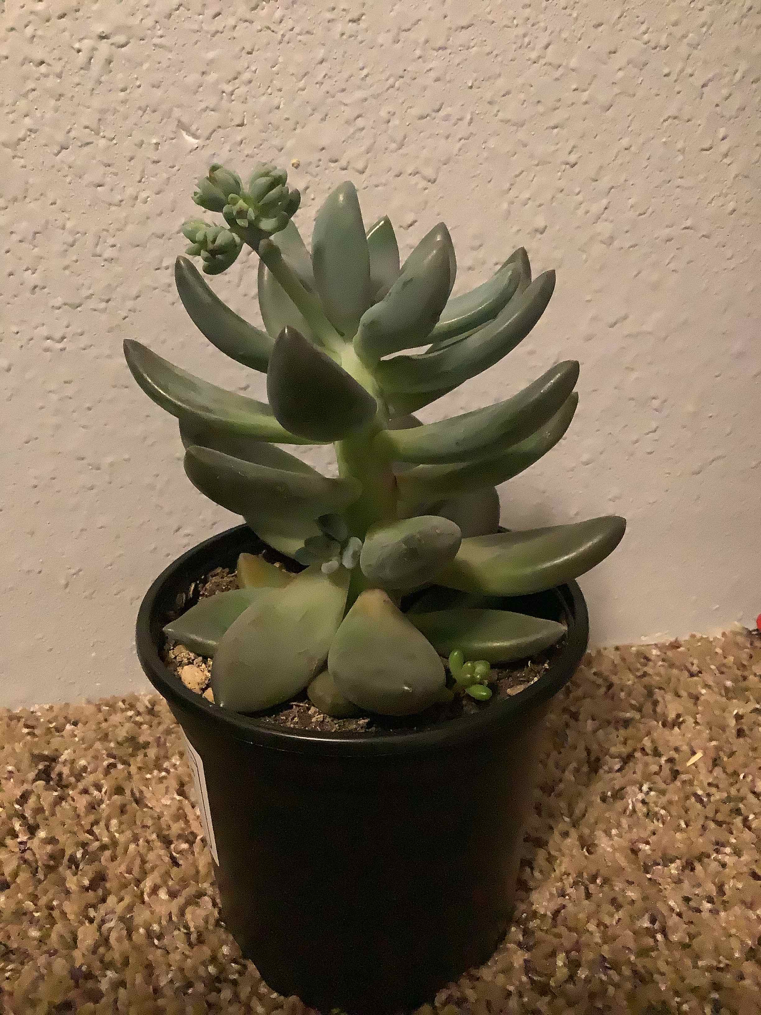 Echeveria laui succulent in a black pot on a carpeted floor.