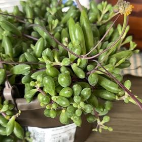 Photo of the plant species String Of Bananas by @TubularSuncup99 named Juanita on Greg, the plant care app