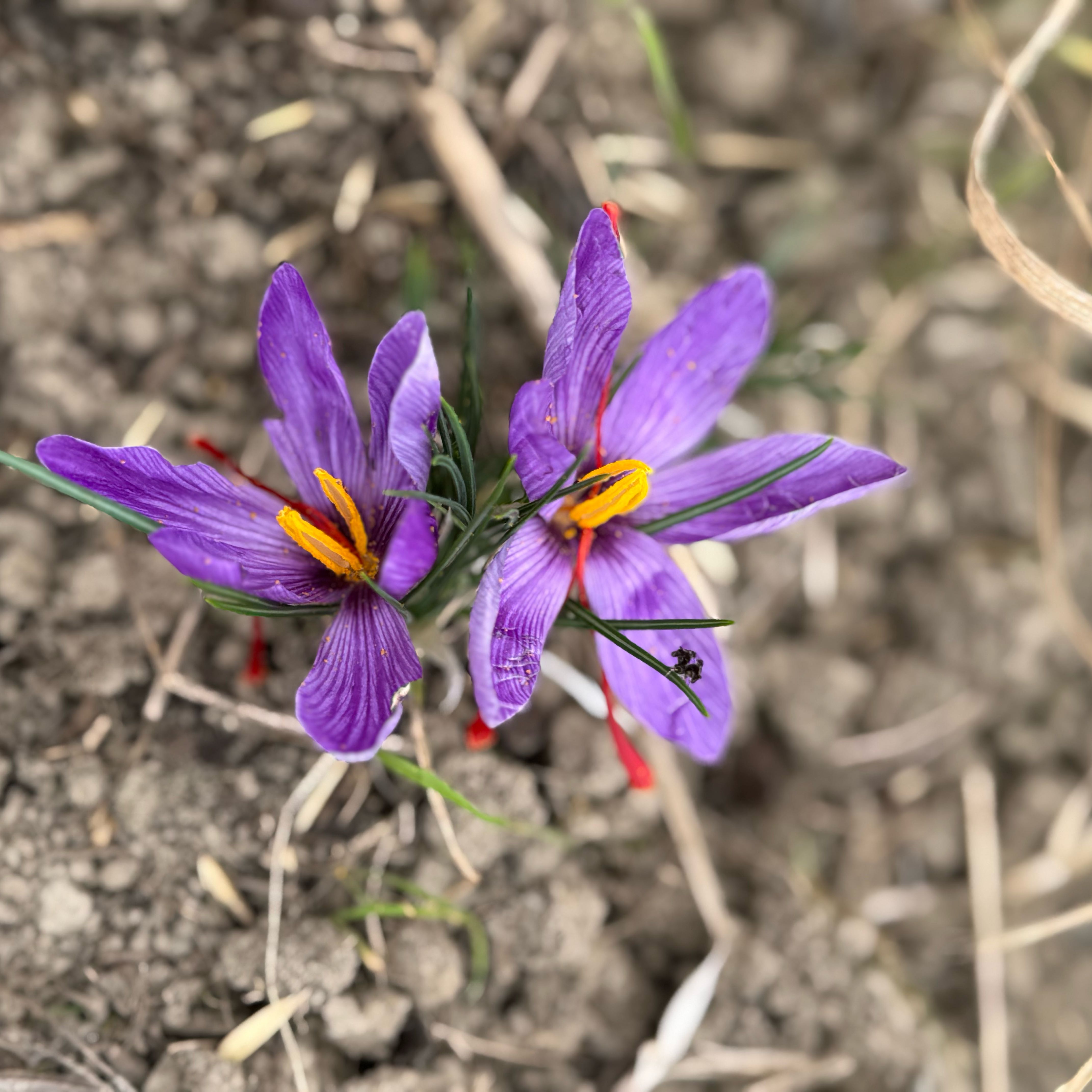 Photo of the plant species Saffron Crocus by @NiftyPignut62 named Beyonce on Greg, the plant care app
