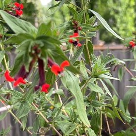 Photo of the plant species Cuphea by @EnlivenedCowpea named Beyonce on Greg, the plant care app