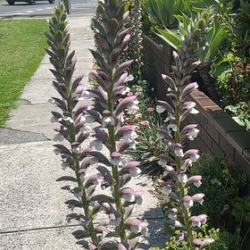 Photo of the plant species Bear's Breeches by @ShowySwisspine named Remington on Greg, the plant care app