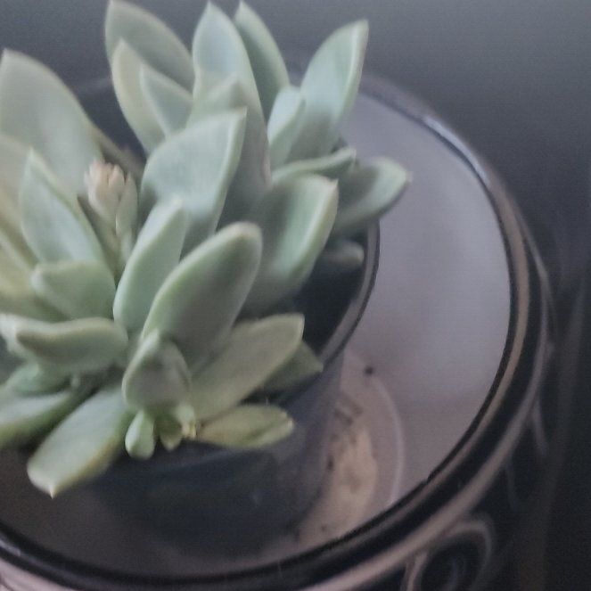 Photo of the plant species Pachyphytum 'Blue Quartz' by @TopFantasy31 named Lady on Greg, the plant care app
