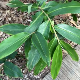 Photo of the plant species Native Ginger by @BigLambsear53 named Maya on Greg, the plant care app