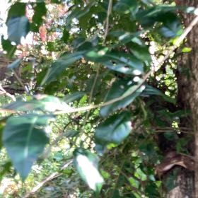 Photo of the plant species Cheese Tree by @BigLambsear53 named Gates on Greg, the plant care app