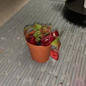 Photo of the plant species Nepenthes 'Diana' by @StrappingRose named Sol on Greg, the plant care app