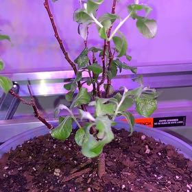 Photo of the plant species French Pink Pussy Willow by @StrappingRose named Daphne on Greg, the plant care app