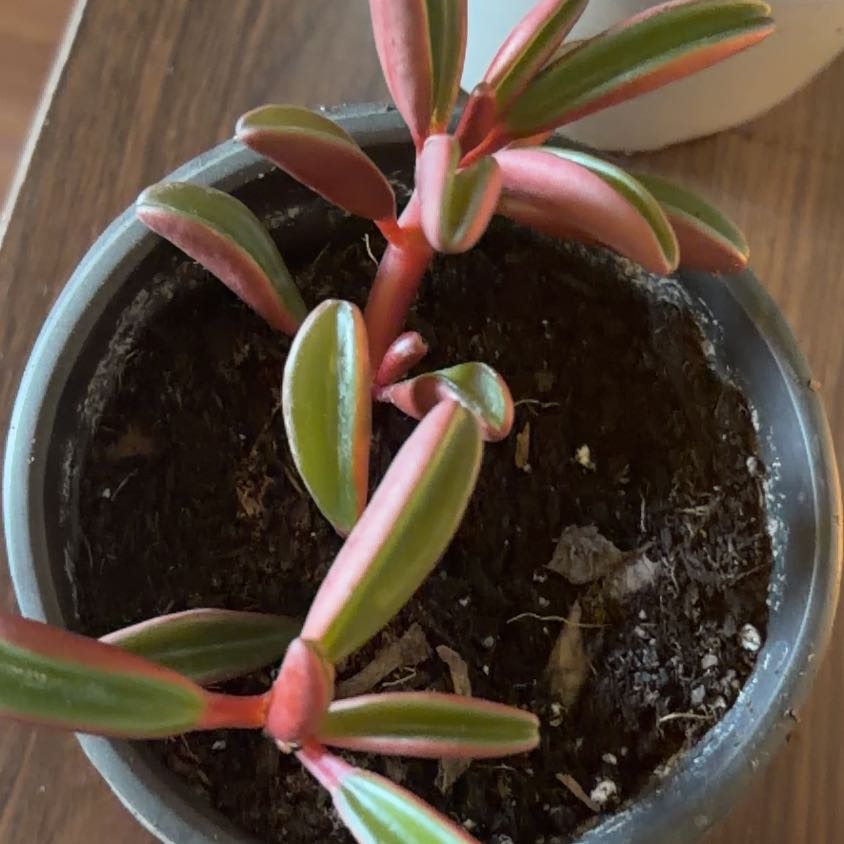 Photo of the plant species Ruby Glow Peperomia by @WelsomeLentil6 named Bieber on Greg, the plant care app