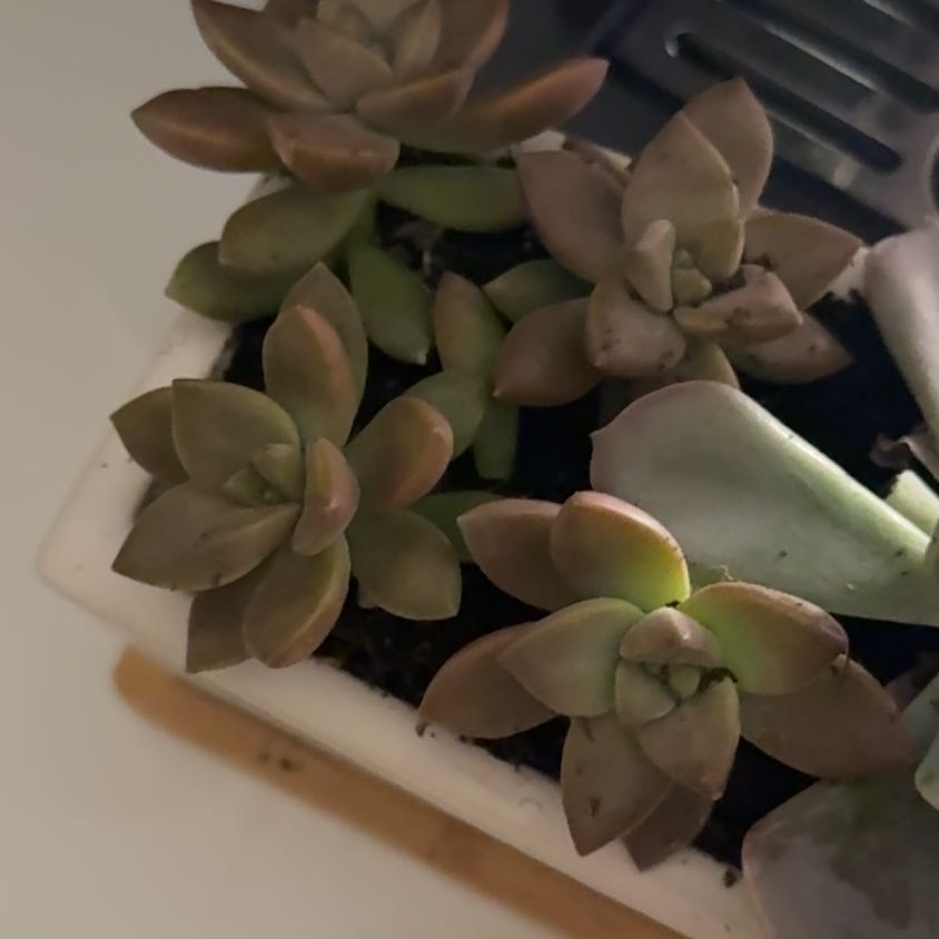 Photo of the plant species Succulent by @CozyCardoon66 named Francesa on Greg, the plant care app