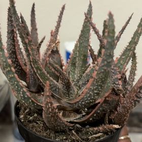Photo of the plant species Purple Haze by @LushCosmo50 named Foxxy on Greg, the plant care app